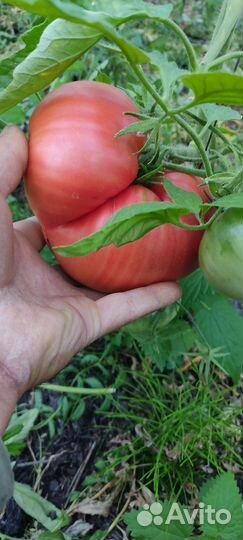 Помидоры свежие домашние