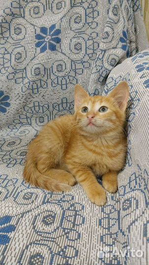 Кошка в дар