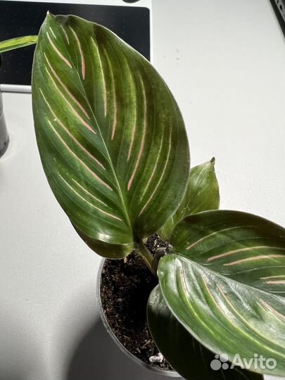 Калатея орната сандериана