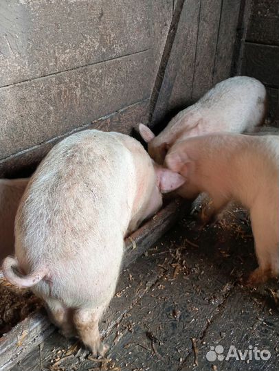 Поросята