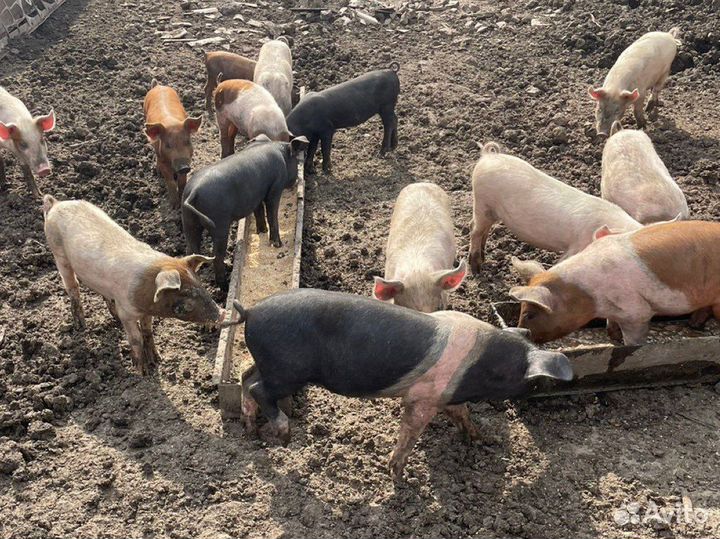 Поросята
