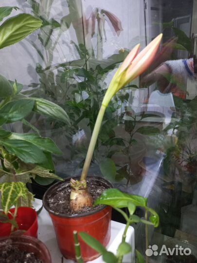 Гиппеаструм