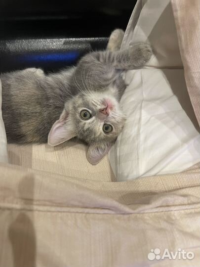 Кошка в дар