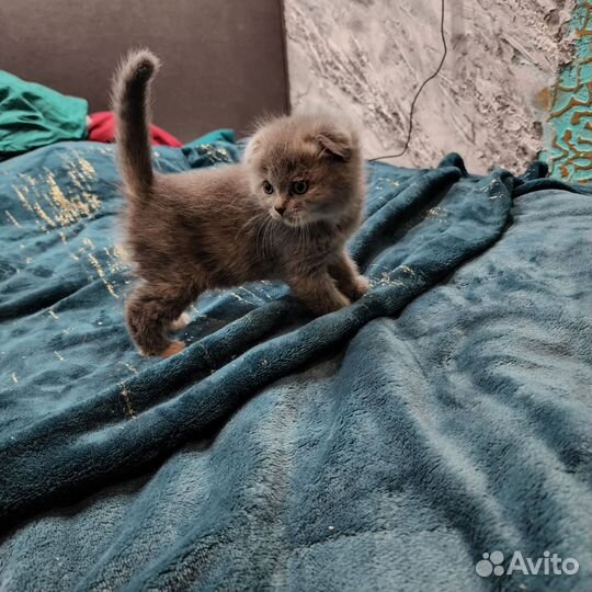 Шотландские котята