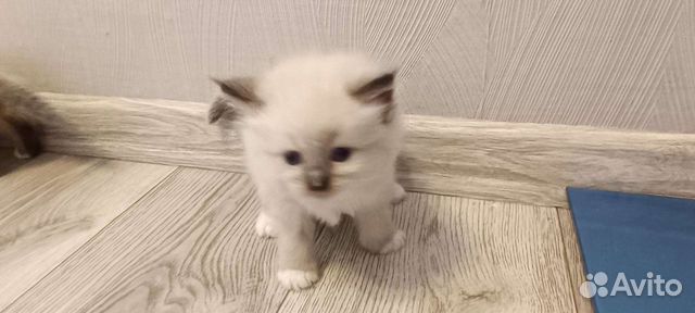 Сиамский котенок объявление продам