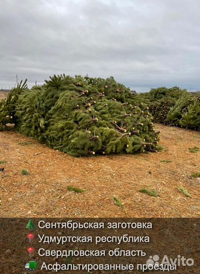 Сосна сентябрьская пушистая опт