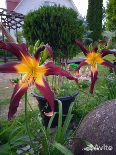 Лилейники сортовые спайдеры и не только почтой