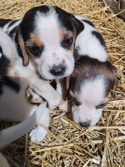 Щенки Бигль