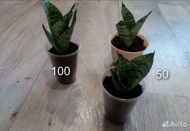 Сансивиерия