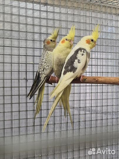 Попугай корелла