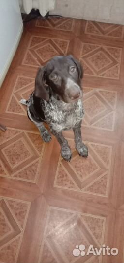 Щенки курцхаара