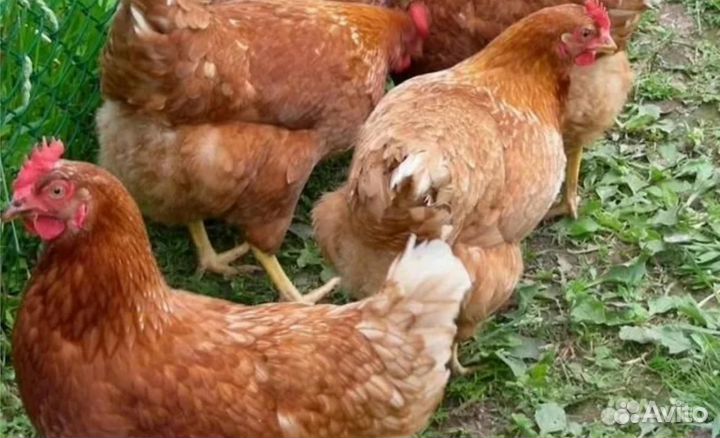 Курочки несушки