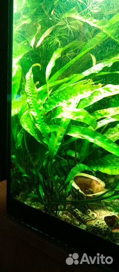 Аквариумные растения