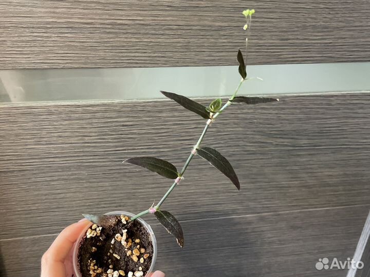 Традесканции сортовые