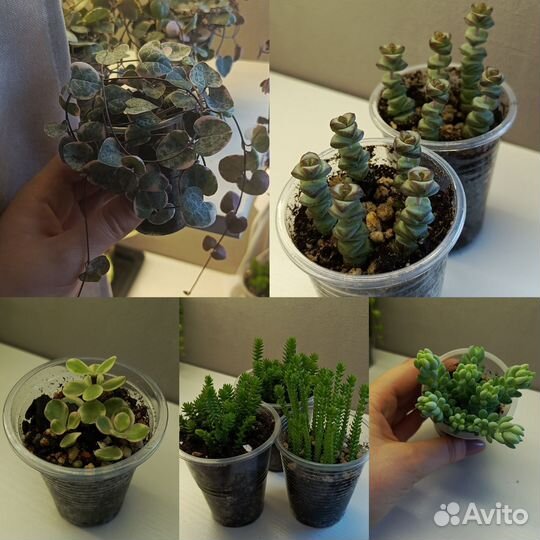 Суккуленты