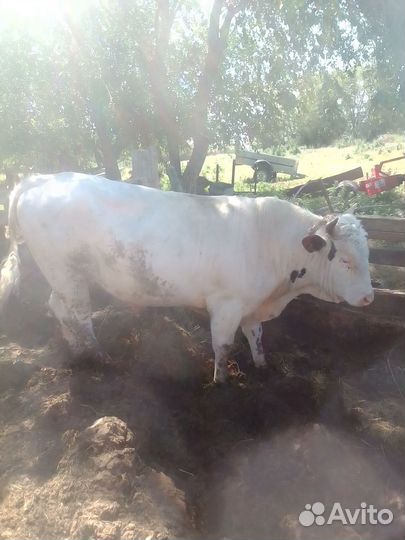 Быки сементал