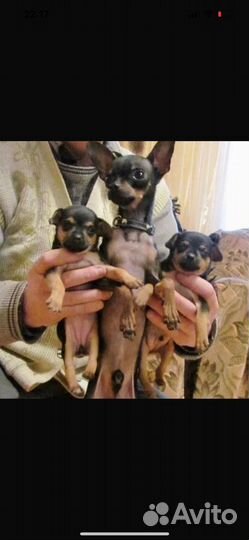 Смесь тойтерьер