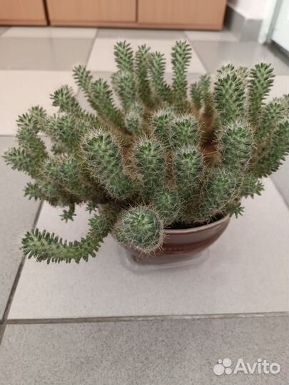 Кактус Linda Florida