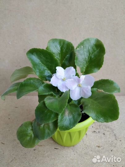 Фиалка нежно-розовая