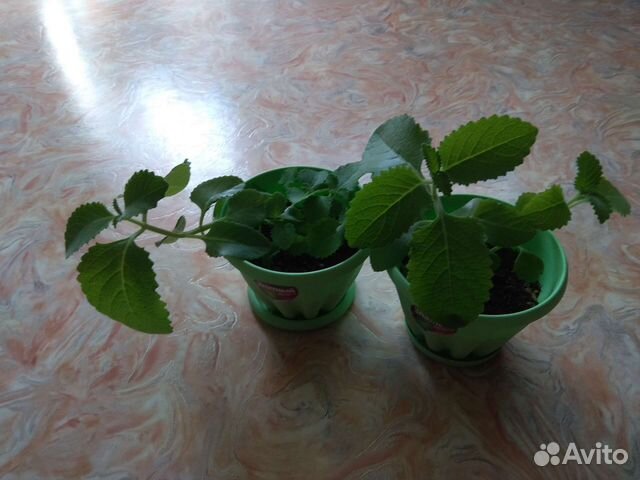 Мята домашняя