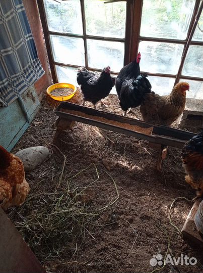 Куры домашние