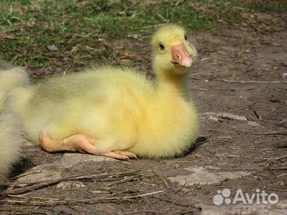 Гусята оптом
