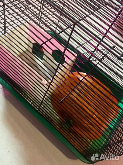 Клетка для грызунов