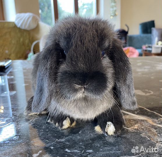 Декоративные кролики