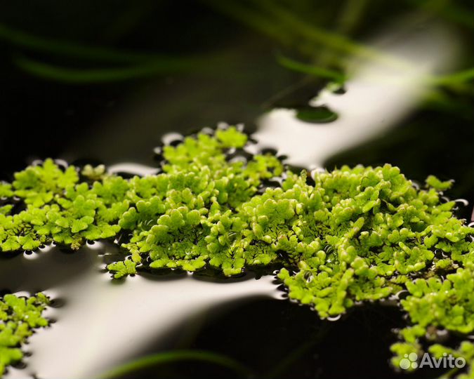 Консультации и обучение аквариумистике