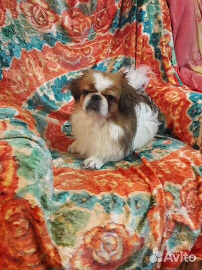 Девочка вязка