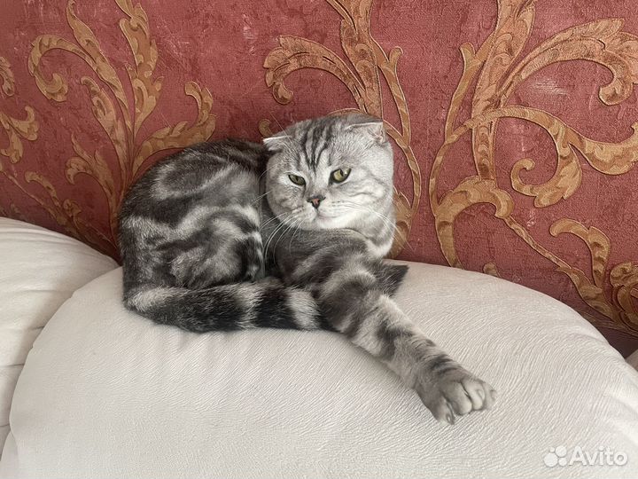 Отдам кота в добрые руки