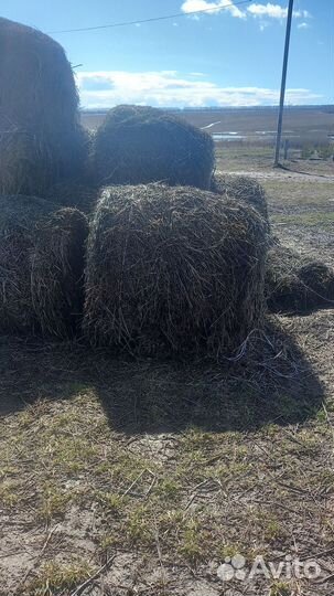 Продам сено в рулонах