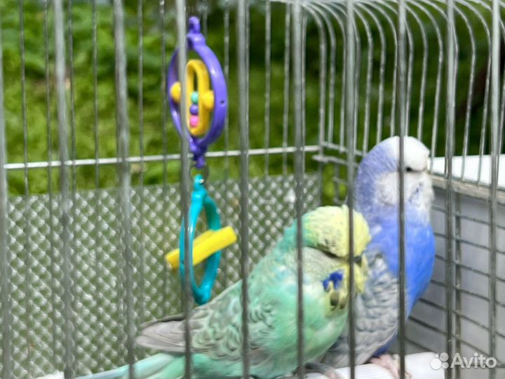 Волнистые попугаи с клеткой