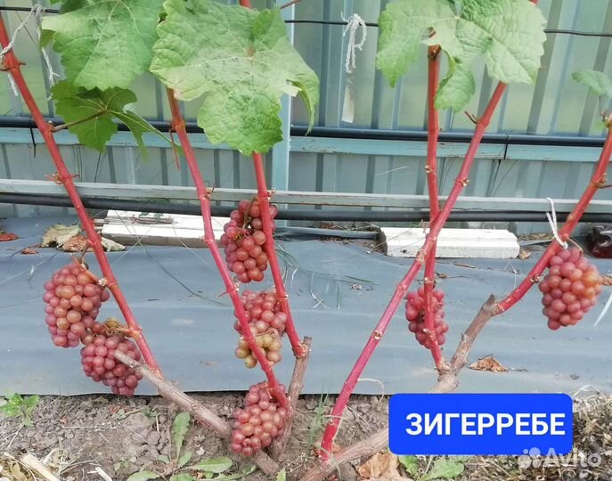 Виноград.Технические(винные) Сорта