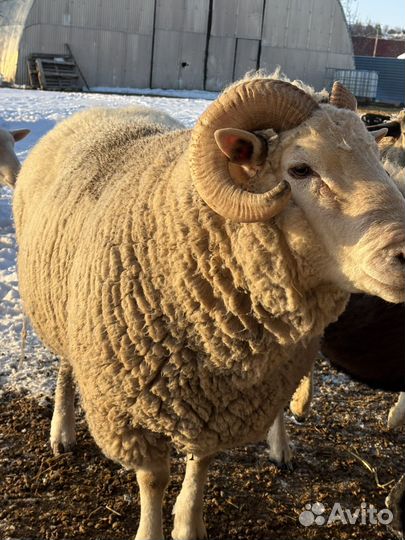 Баран на племя