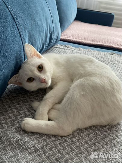 Кошки в добрые руки