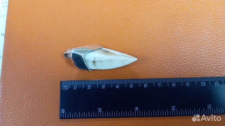 Клык кабана