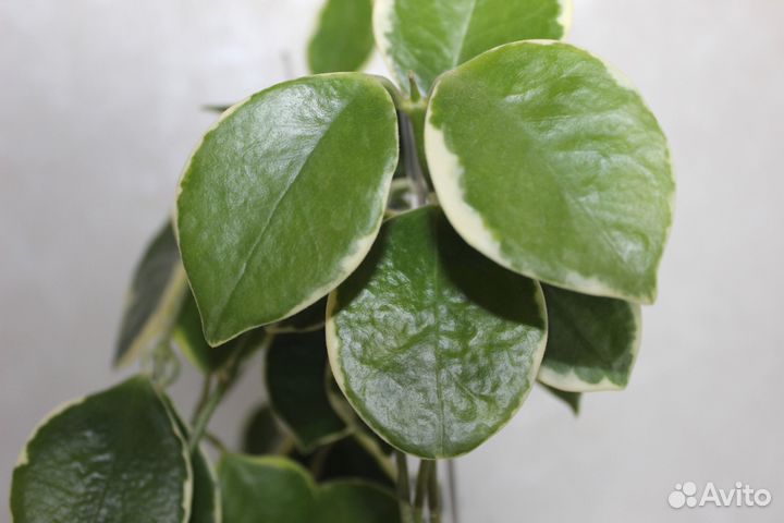 Hoya Australis albomarginata