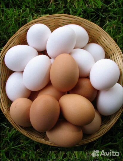 Яйцо куриное Оптом со С1 С2 С3