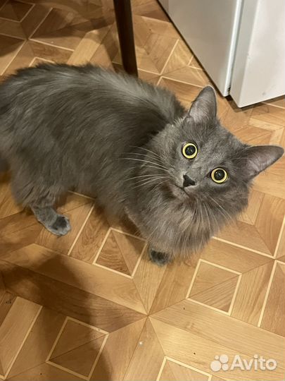 Кот в добрые руки