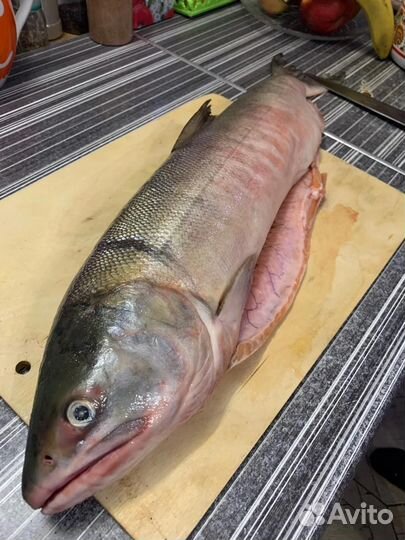 Красная Икра, Рыба