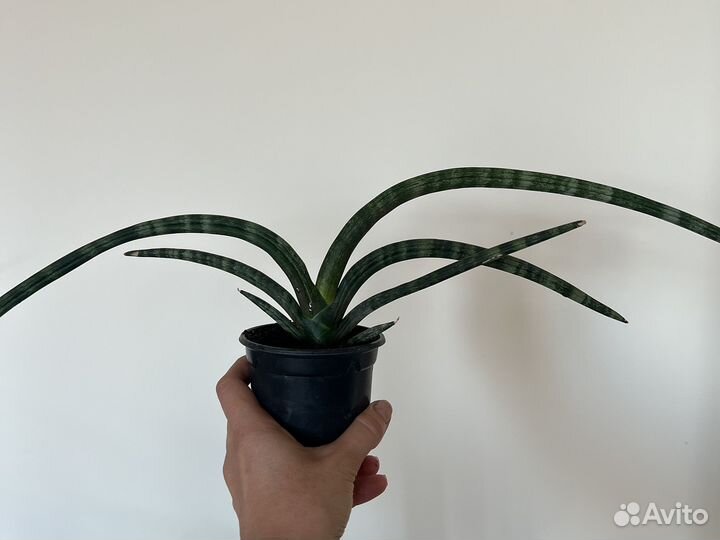 Сансевьерия цилиндрика