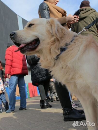 Передержка собак. Зоогостиница
