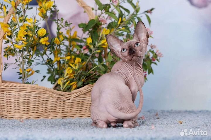 Элитные котята сфинкс