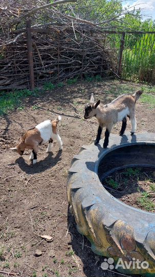 Продам козочек