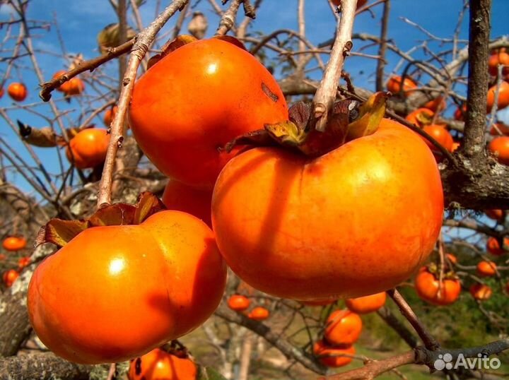 Реализуем саженцы всех видов