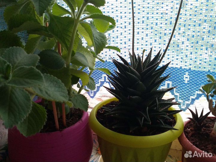 Меняю.Толстянка,хавортия. Мята