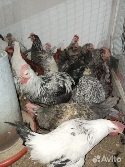 Молодые петухи