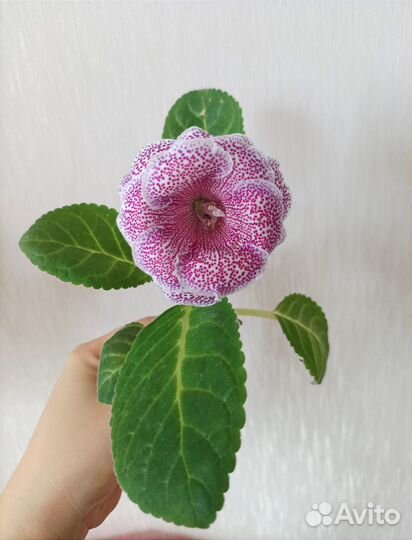 Глоксиния цветущая