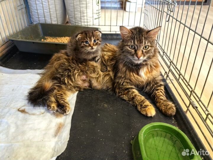 Кошка в дар